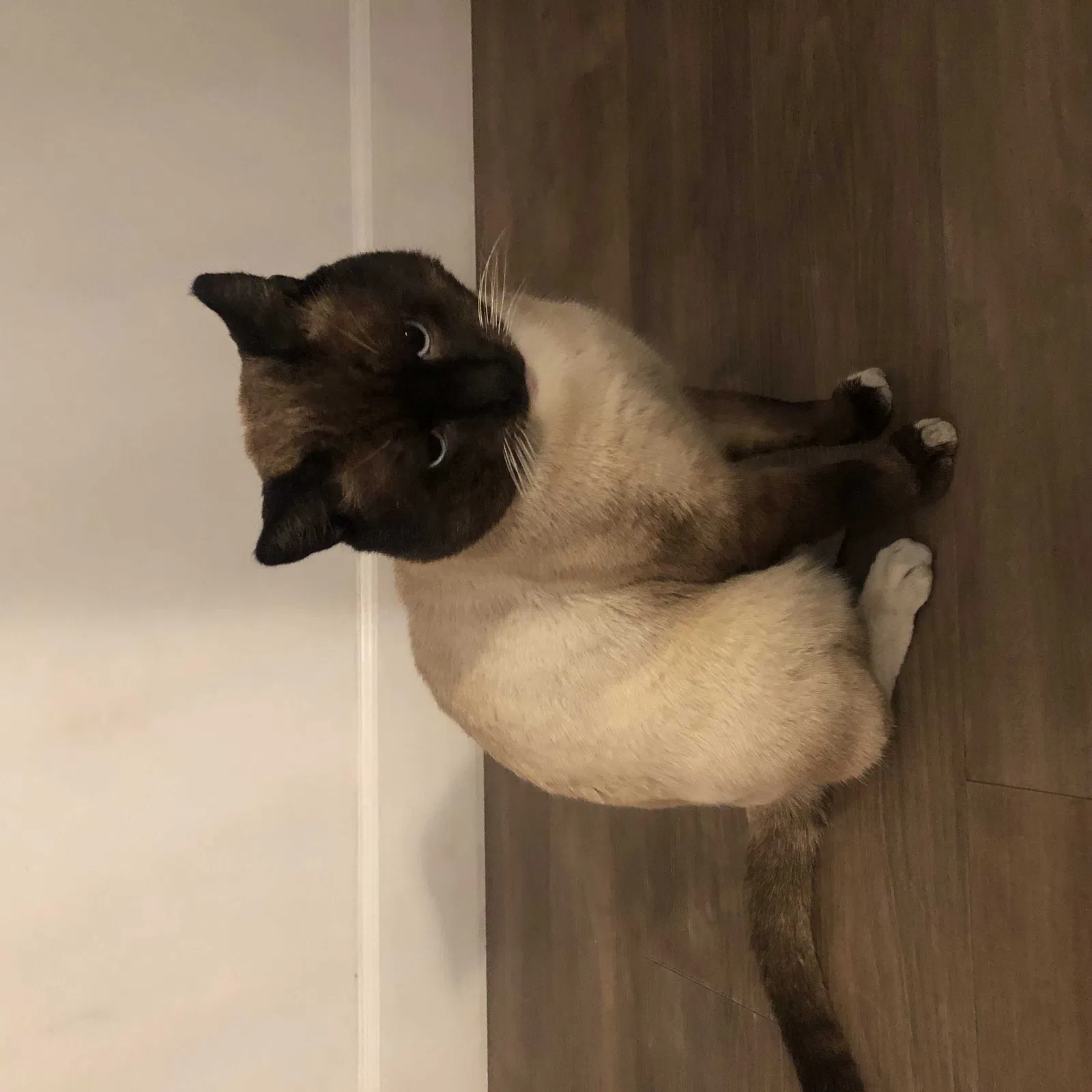 Lost cat in Los Angeles, CA, 90006