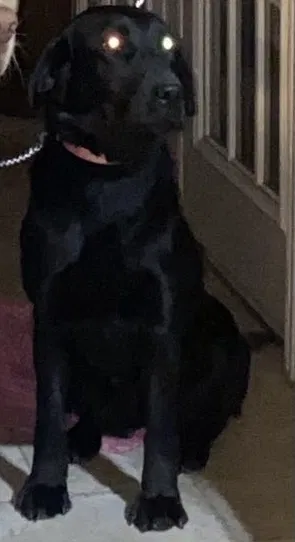 Lost dog in Bixby, OK, 74008
