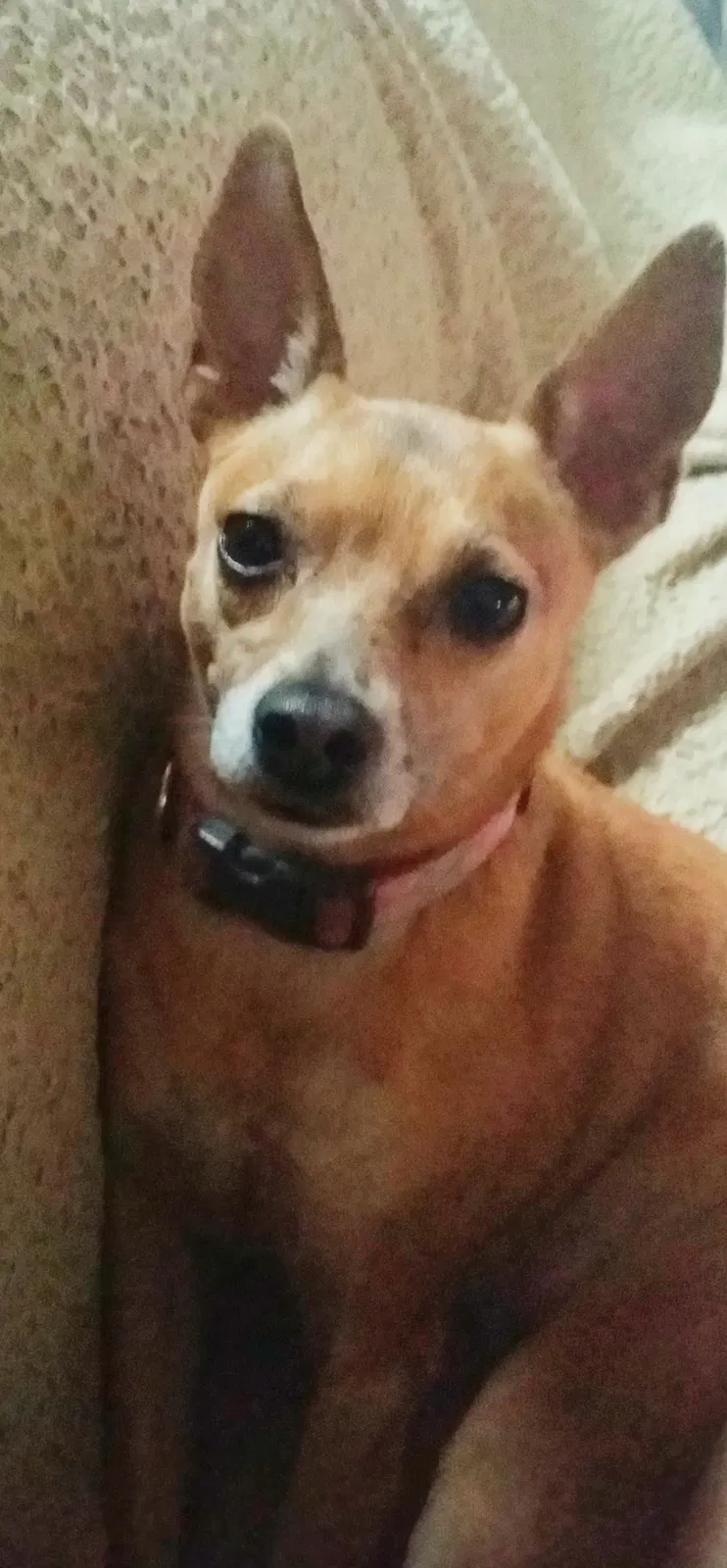 Lost dog in Ironton, MO, 63650
