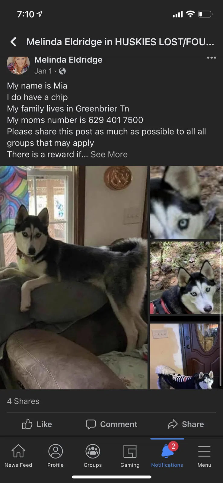 Lost dog in Westmoreland, TN, 37186