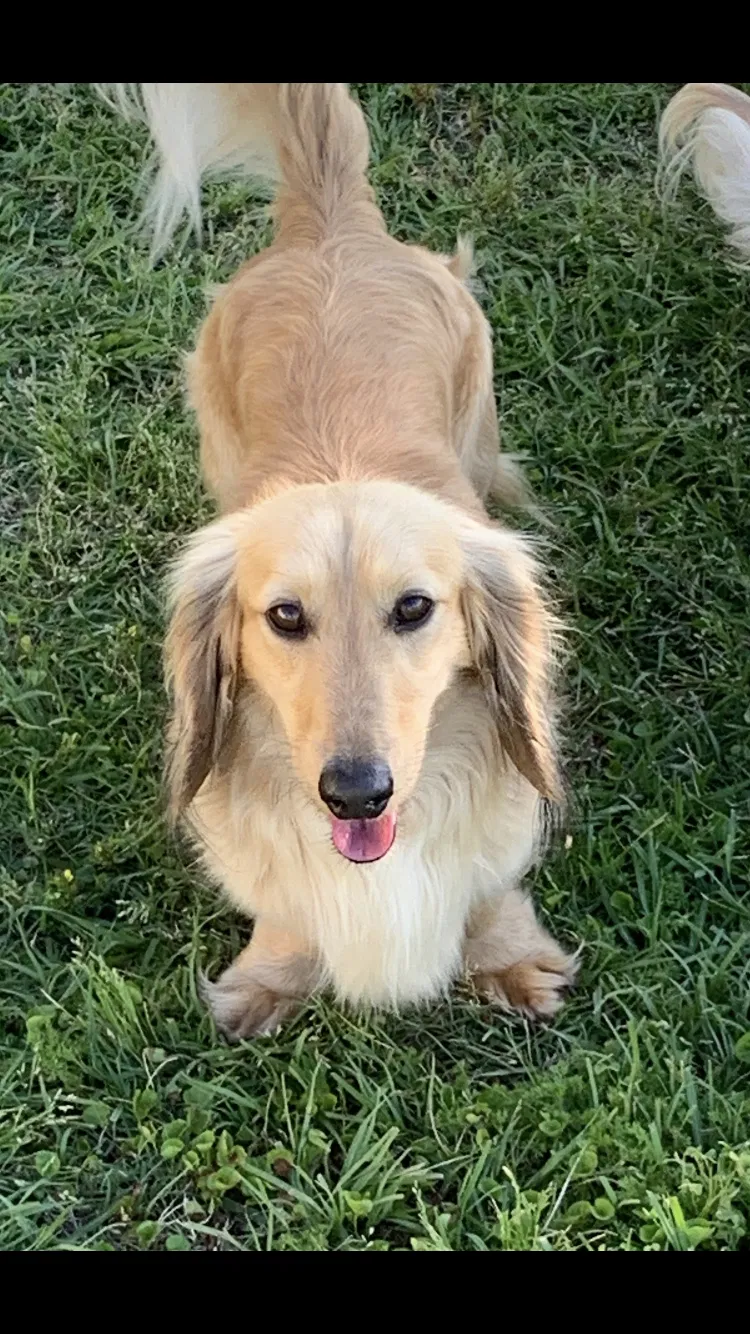 Lost dog in Tomball, TX, 77375