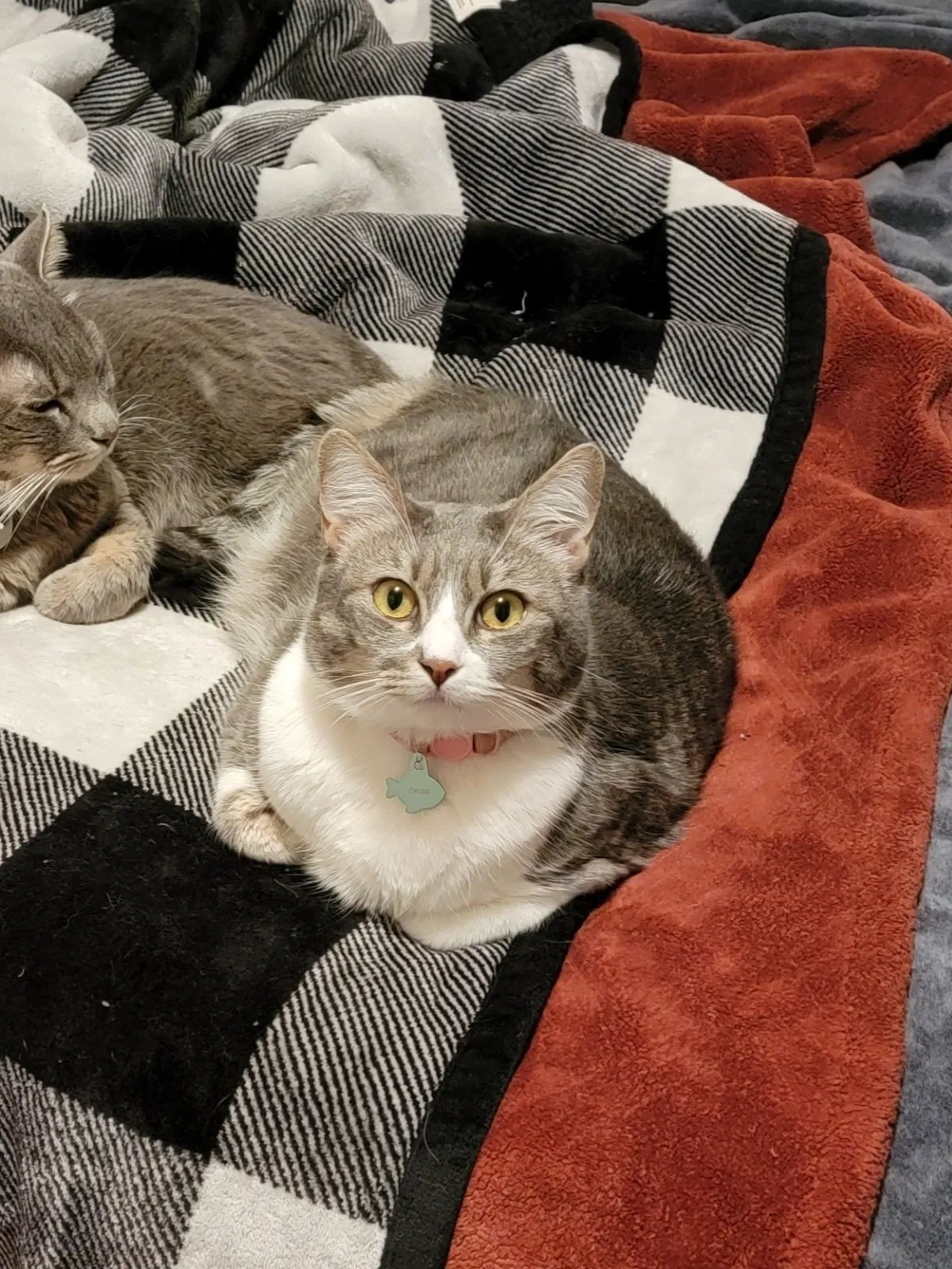 Lost cat in Fresno, CA, 93722