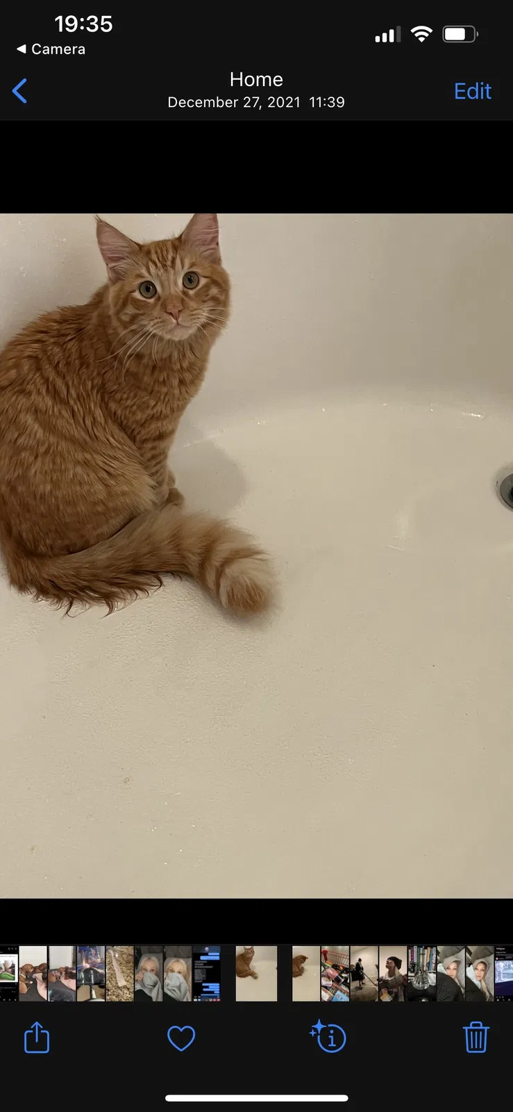 Lost cat in Temecula, CA, 92592