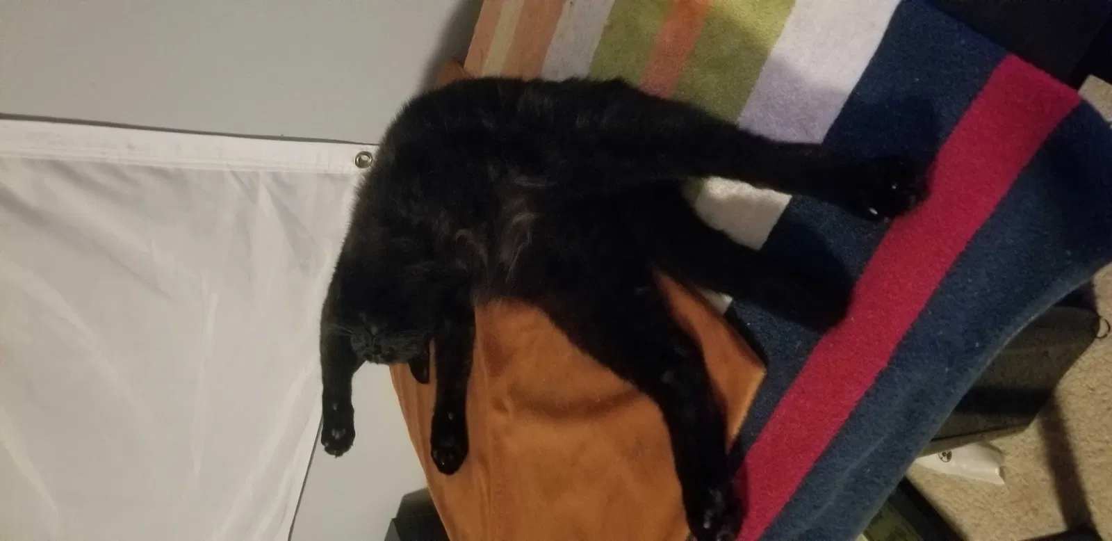 Lost cat in Raeford, NC, 28376