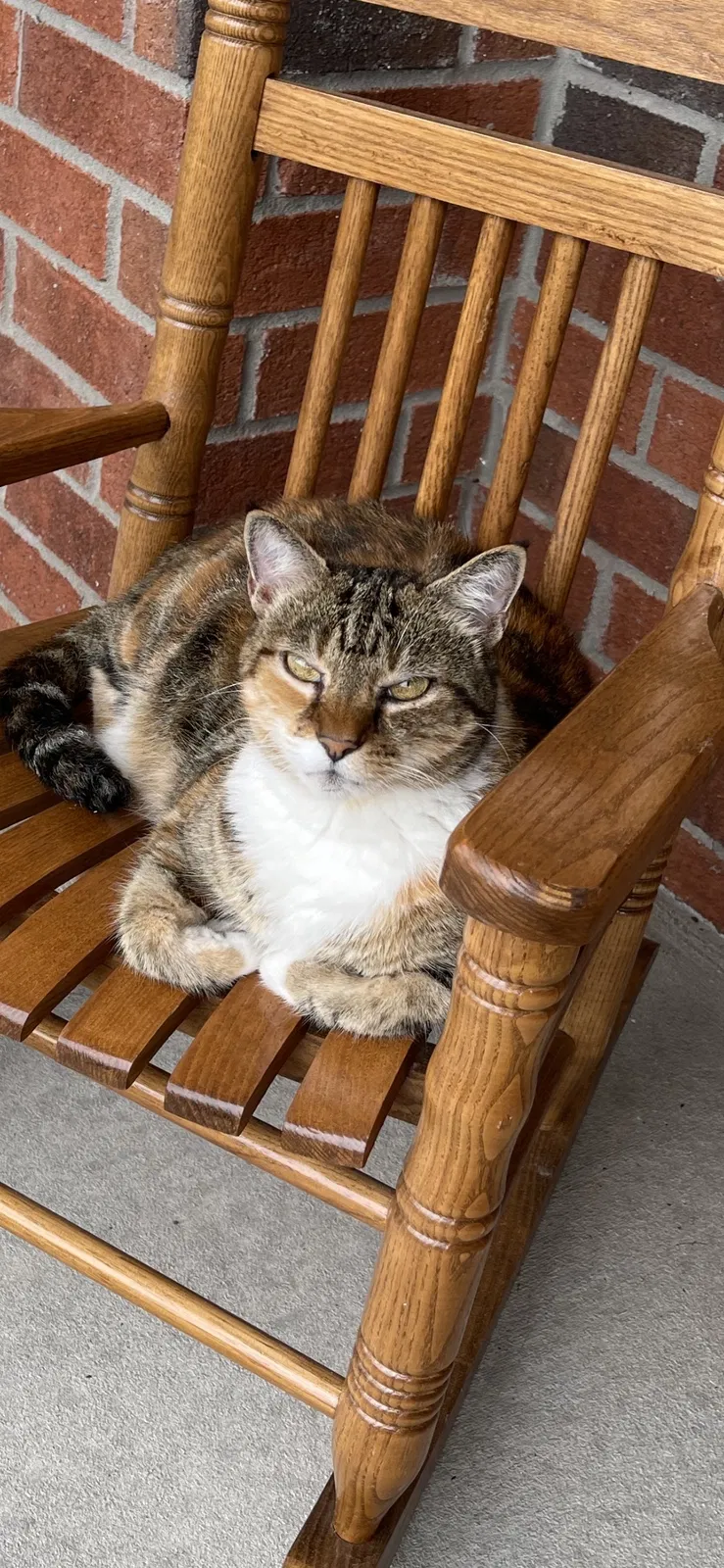 Lost cat in Columbia, SC, 29229