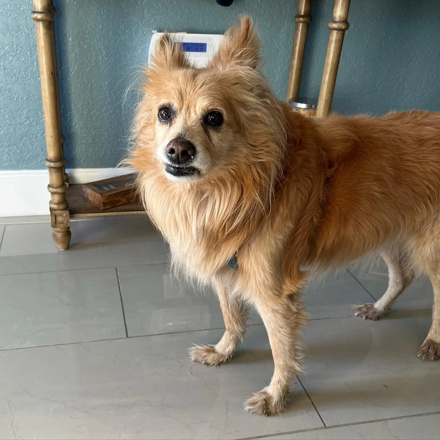 Lost dog in Pompano Beach, FL, 33064