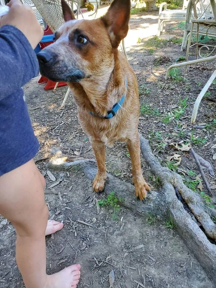 Lost dog in Crowley, TX, 76036