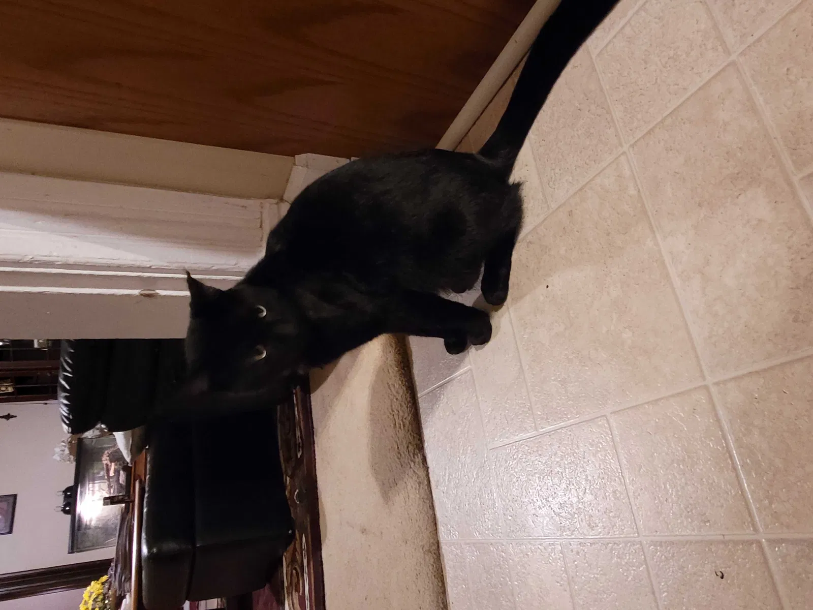 Lost cat in Saint Charles, MO, 63301