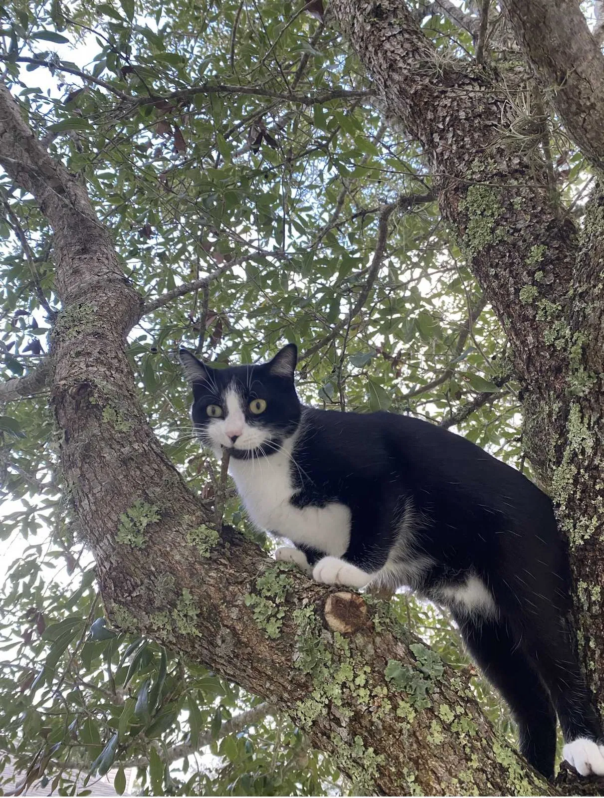 Lost cat in Green Cove Springs, FL, 32043