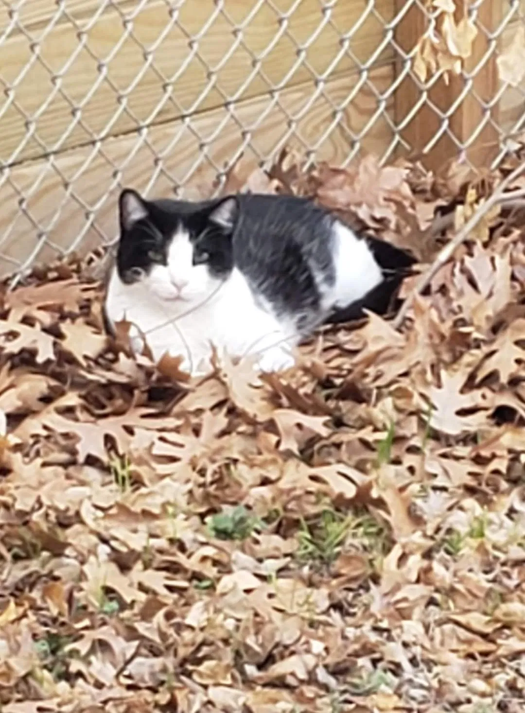 Lost cat in San Antonio, TX, 78216