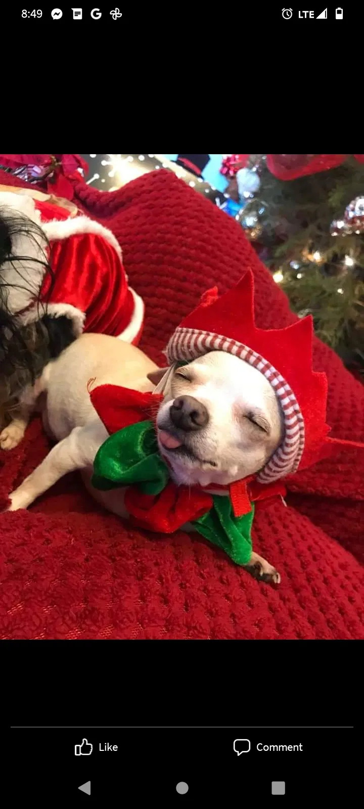 Lost dog in Harlingen, TX, 78550