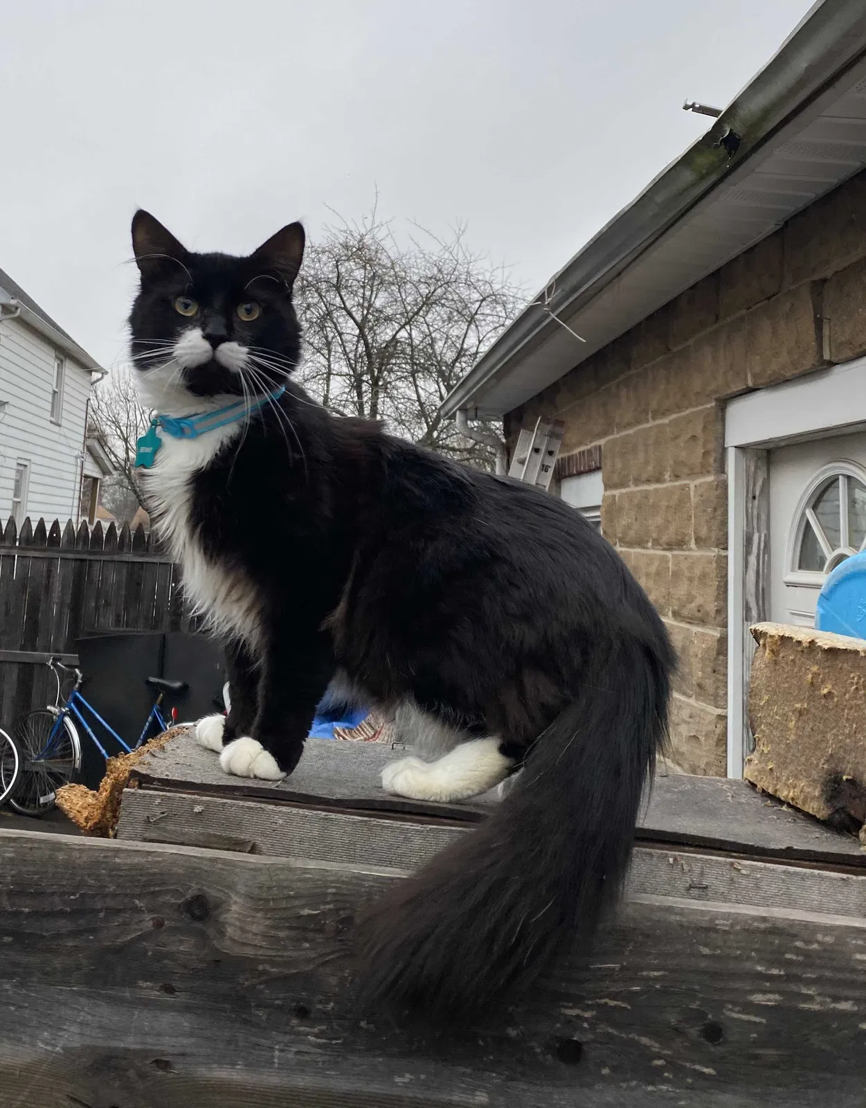 Lost cat in Somerset, NJ, 8873