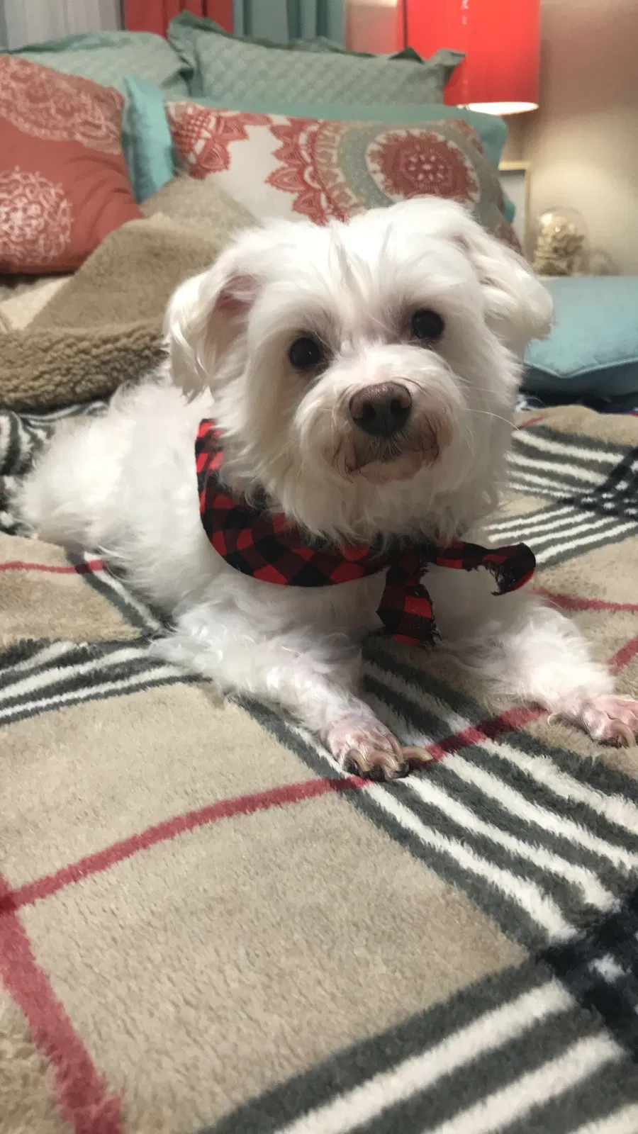 Lost dog in Mcallen, TX, 78501