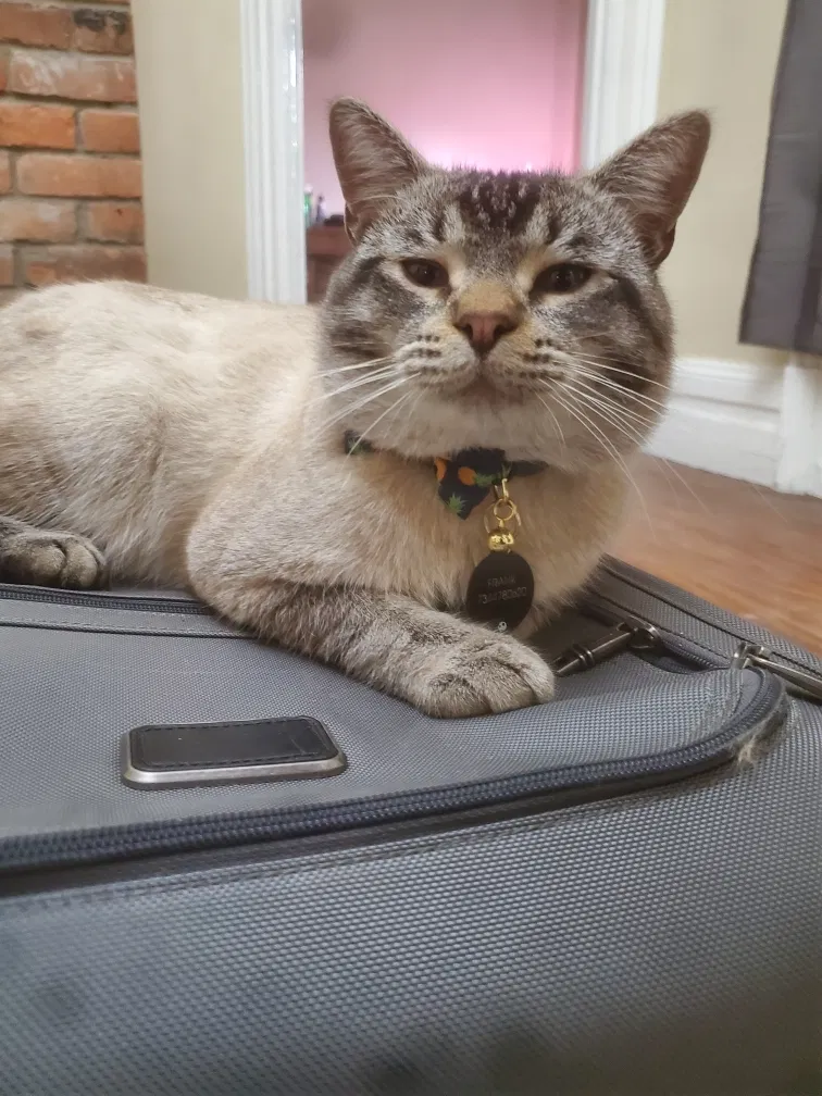Lost cat in Detroit, MI, 48216