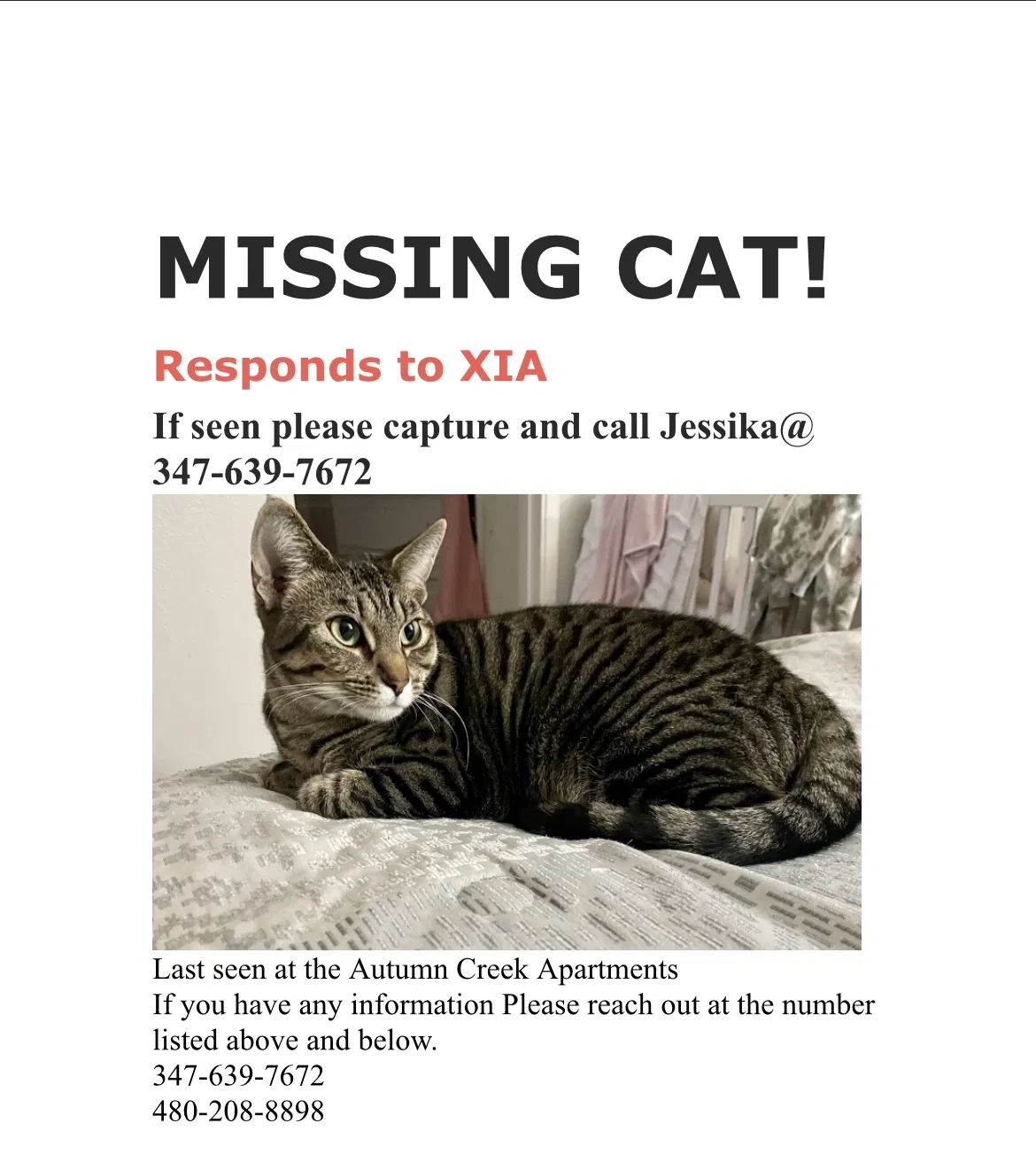 Lost cat in Chandler, AZ, 85225