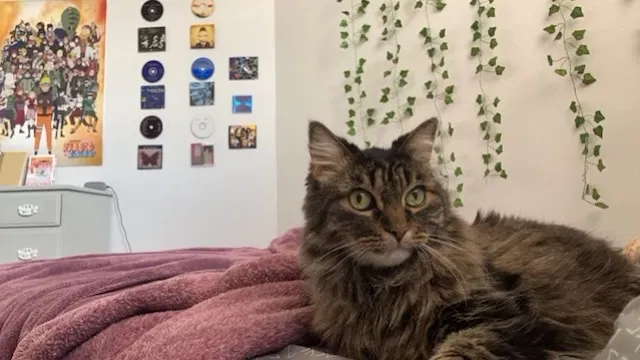 Lost cat in Glendale, AZ, 85310