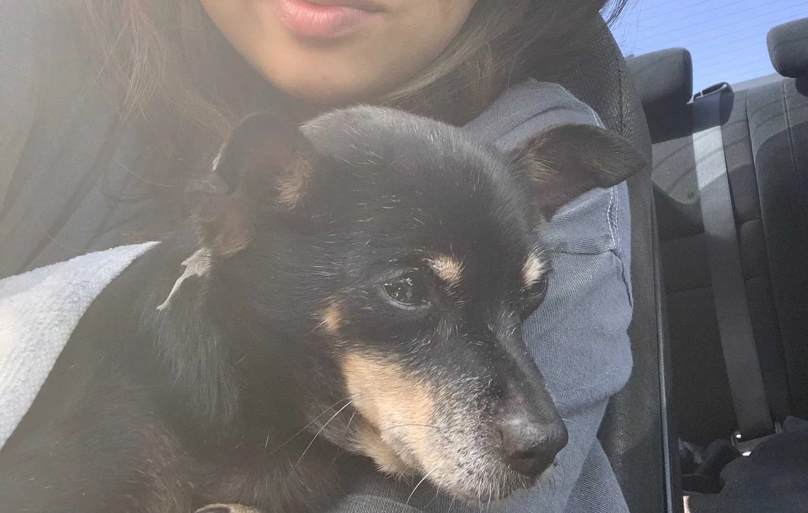 Lost dog in Oxnard, CA, 93030