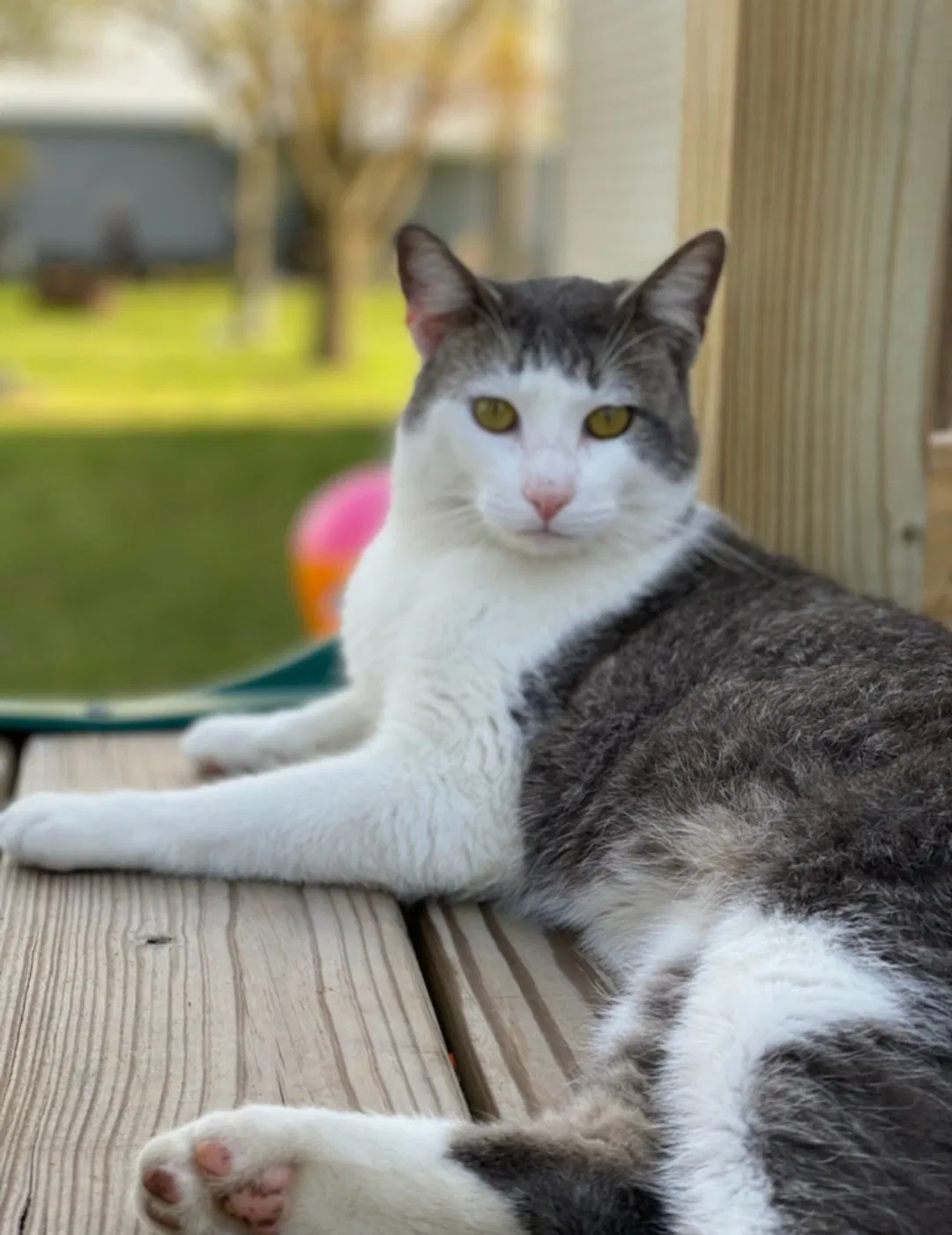 Lost cat in Sulphur, LA, 70663