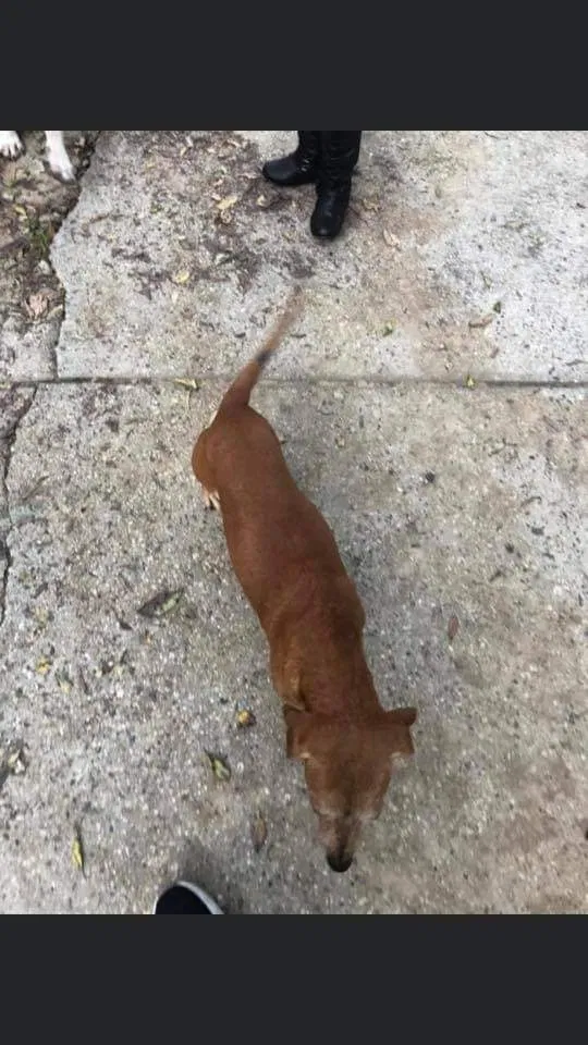 Lost dog in Ocean Springs, MS, 39564