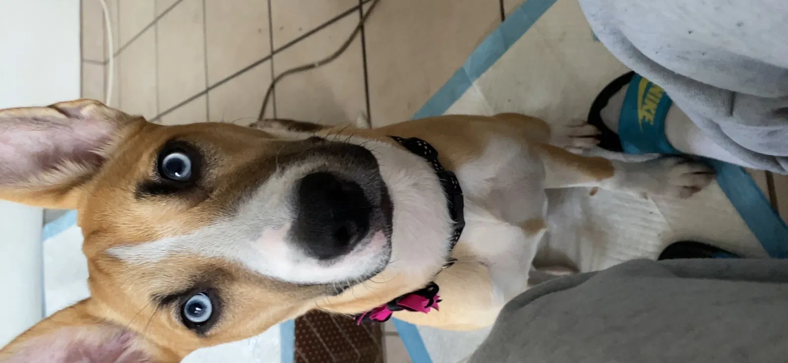 Lost dog in Henderson, NV, 89011