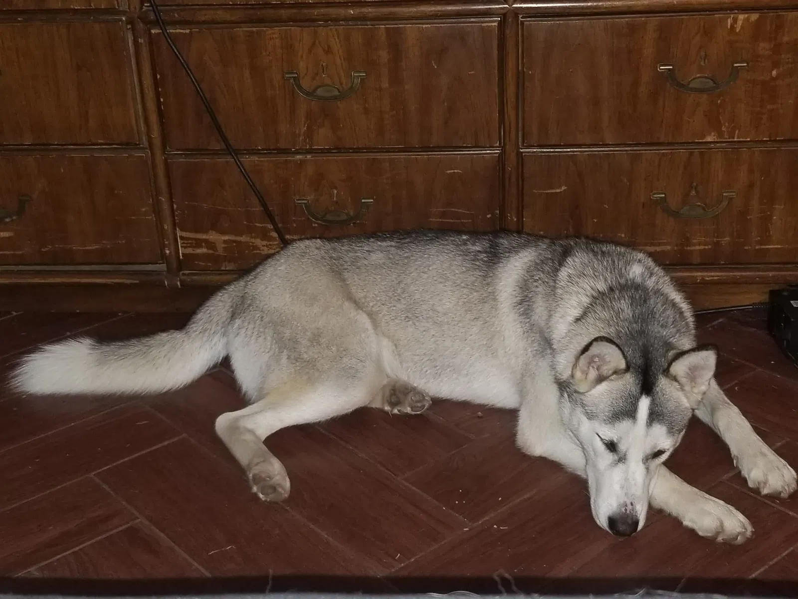 Lost dog in Dallas, TX, 75211