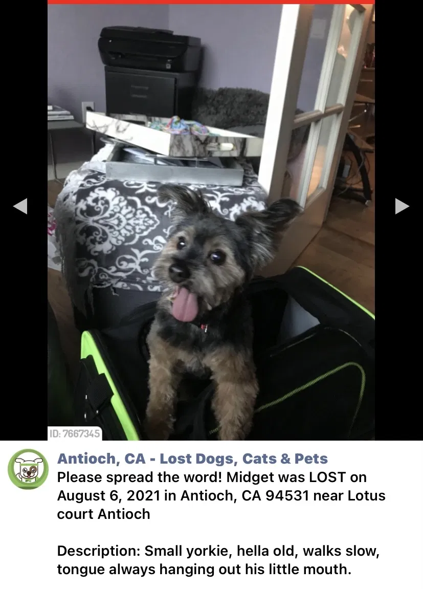Lost dog in Antioch, CA, 94531
