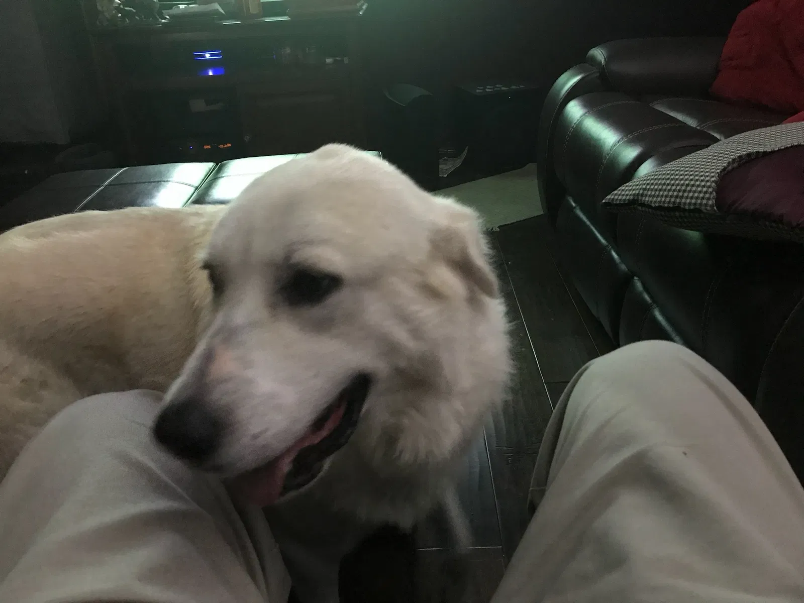 Lost dog in San Antonio, TX, 78213
