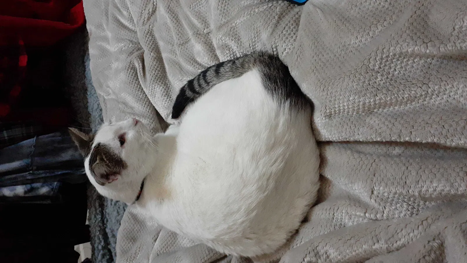Lost cat in Pinehurst, TX, 77362