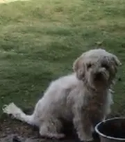 Lost dog in El Paso, TX, 79928