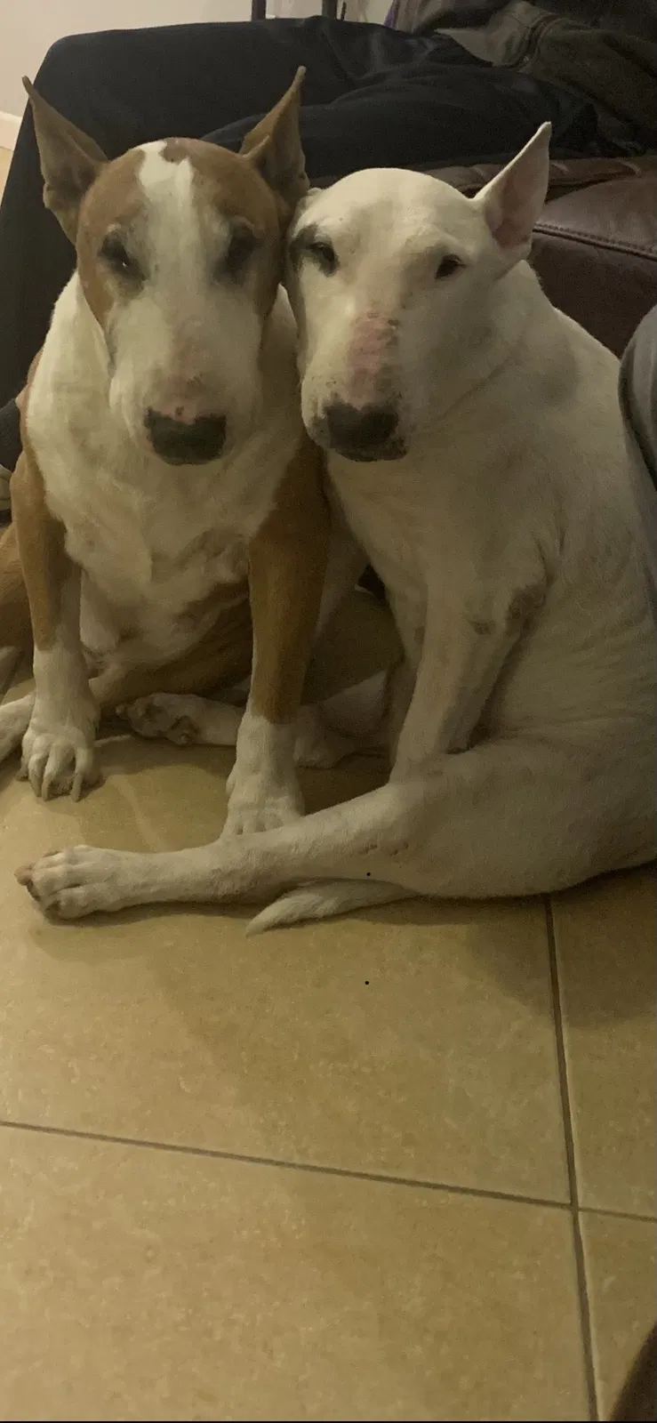 Lost dog in Las Vegas, NV, 89106