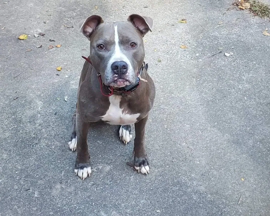 Lost dog in York, SC, 29745