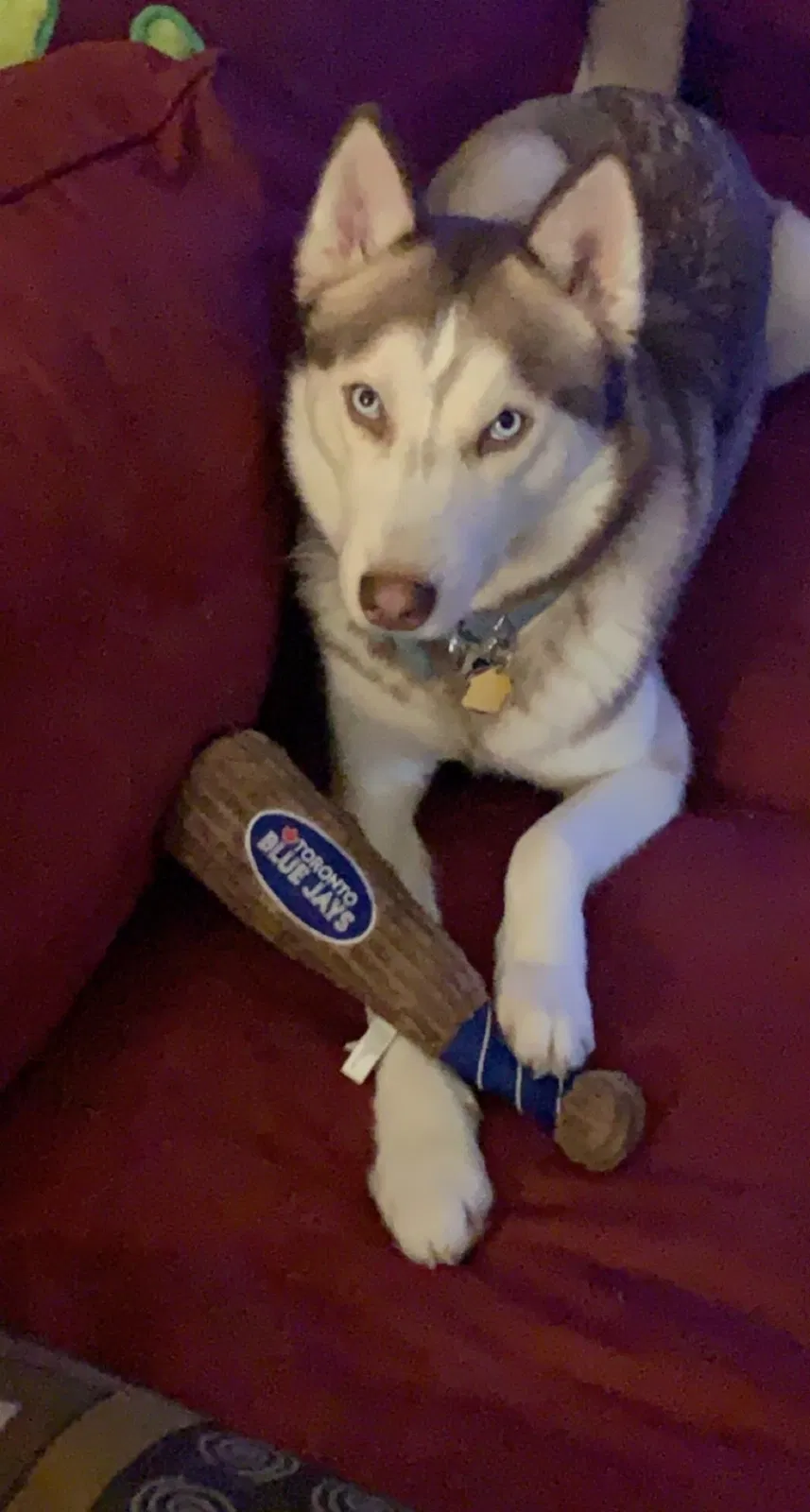 Lost dog in Austin, TX, 78727