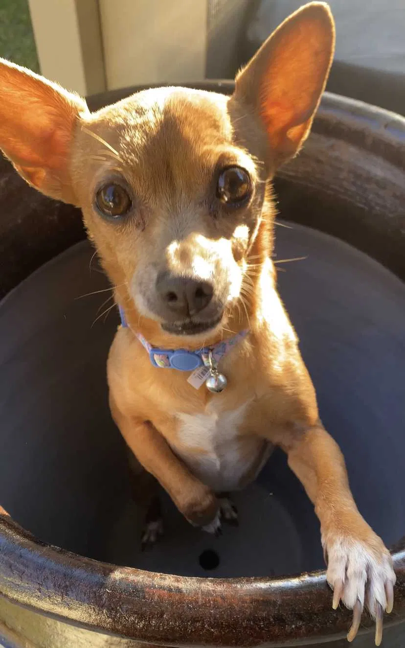 Lost dog in San Jacinto, CA, 92582