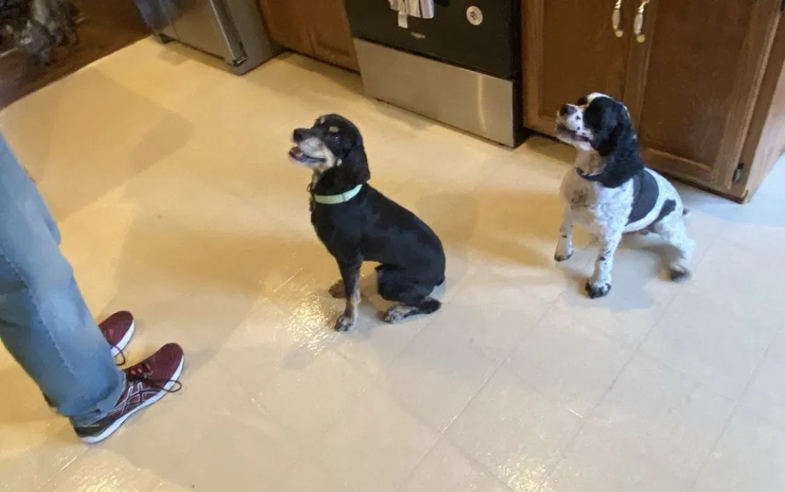 Lost dog in Corydon, IN, 47112