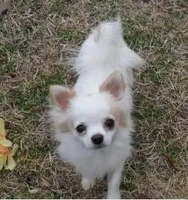 Lost dog in New Port Richey, FL, 34654
