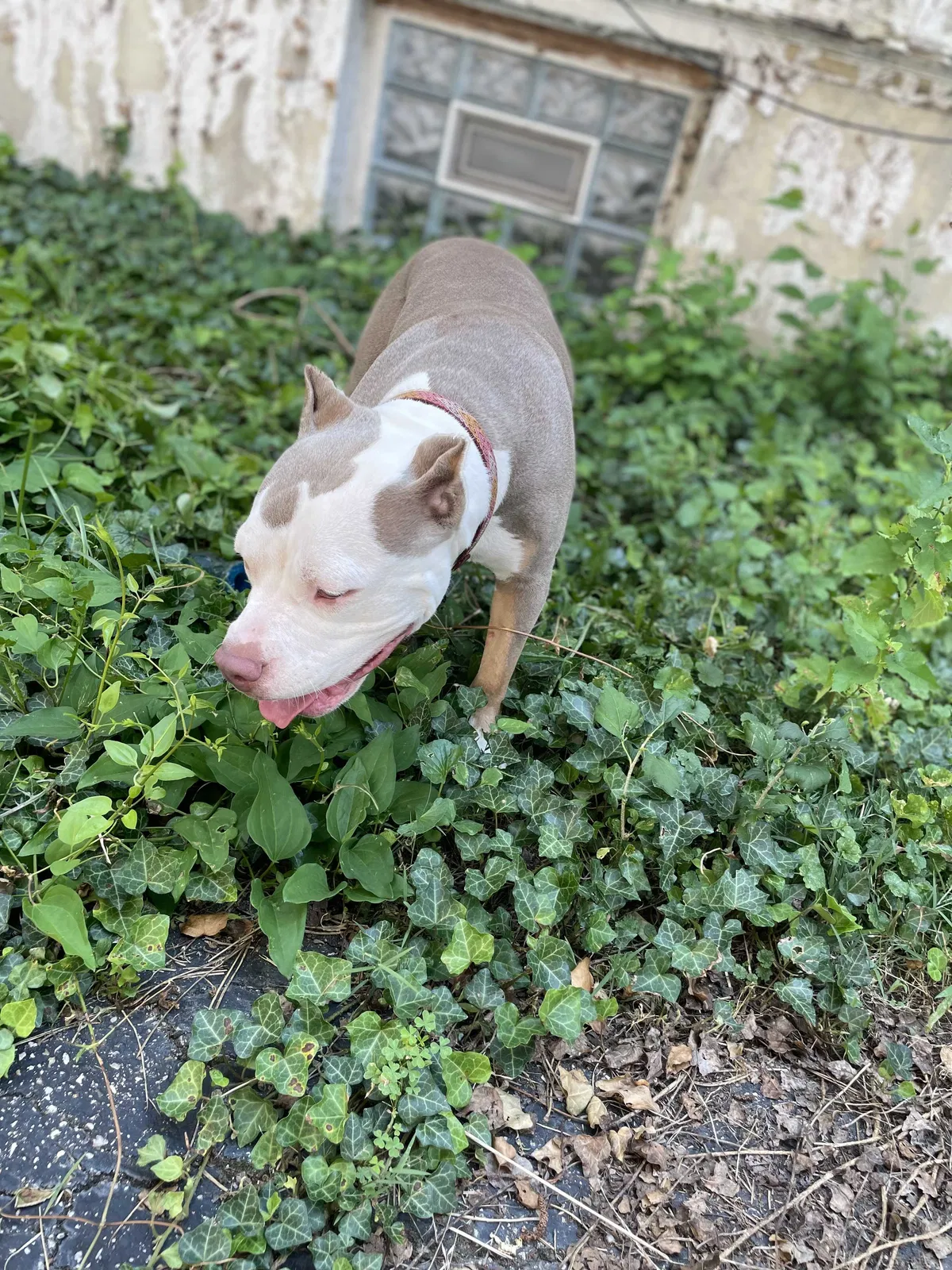 Lost dog in Cincinnati, OH, 45225