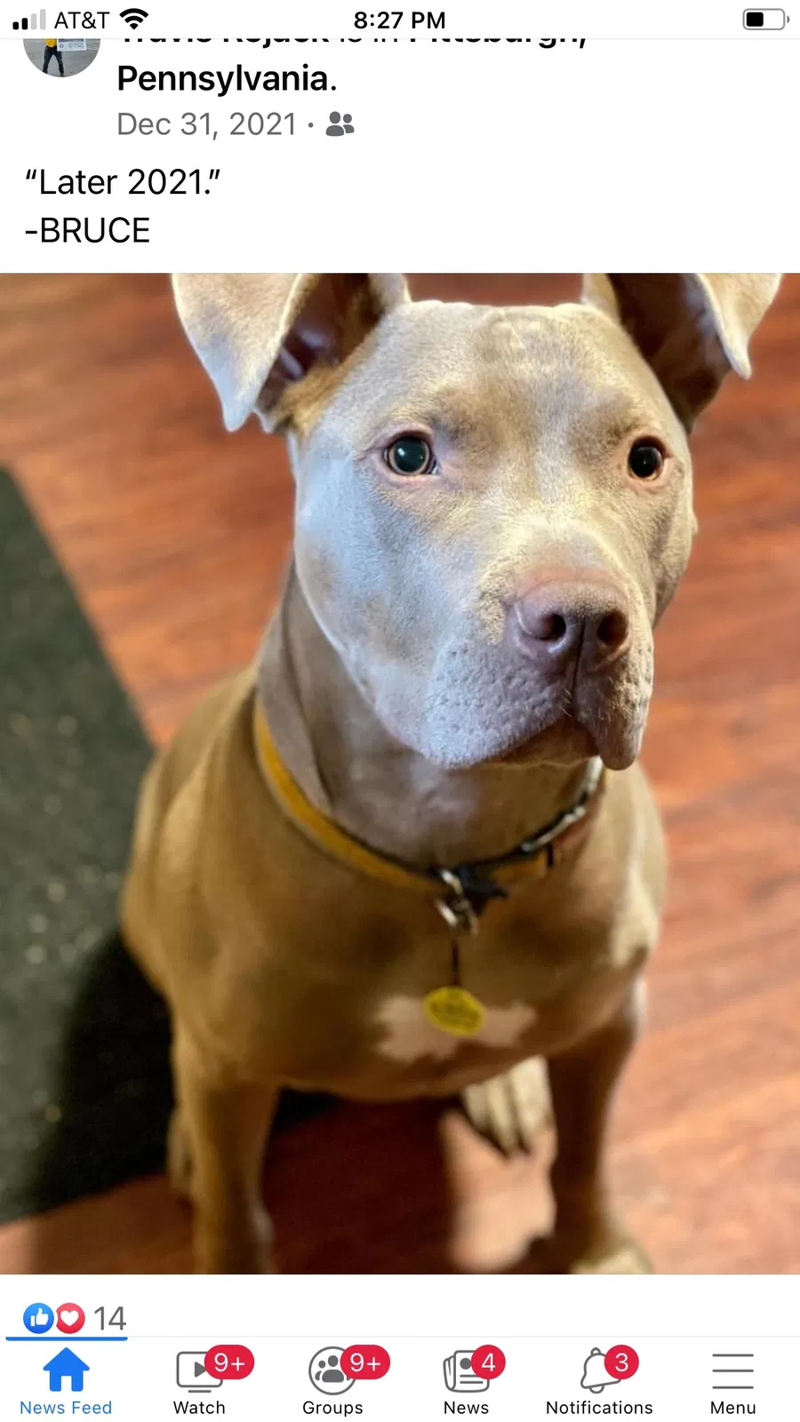 Lost dog in Pittsburgh, PA, 15203