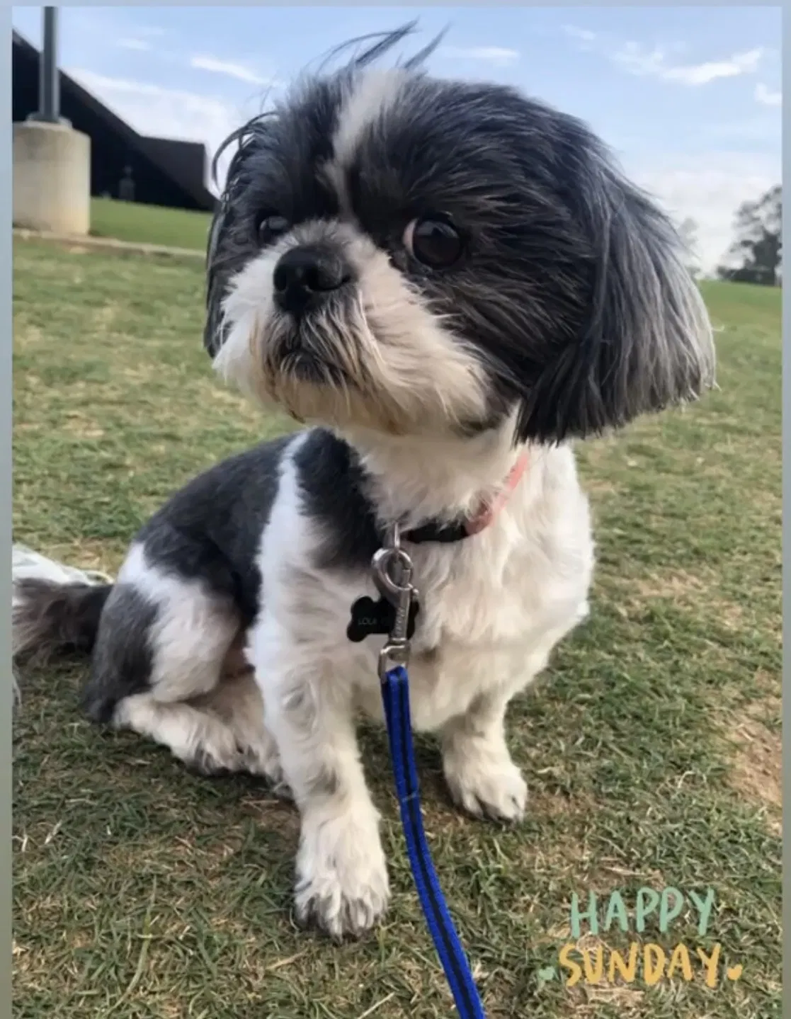 Lost dog in Houston, TX, 77064