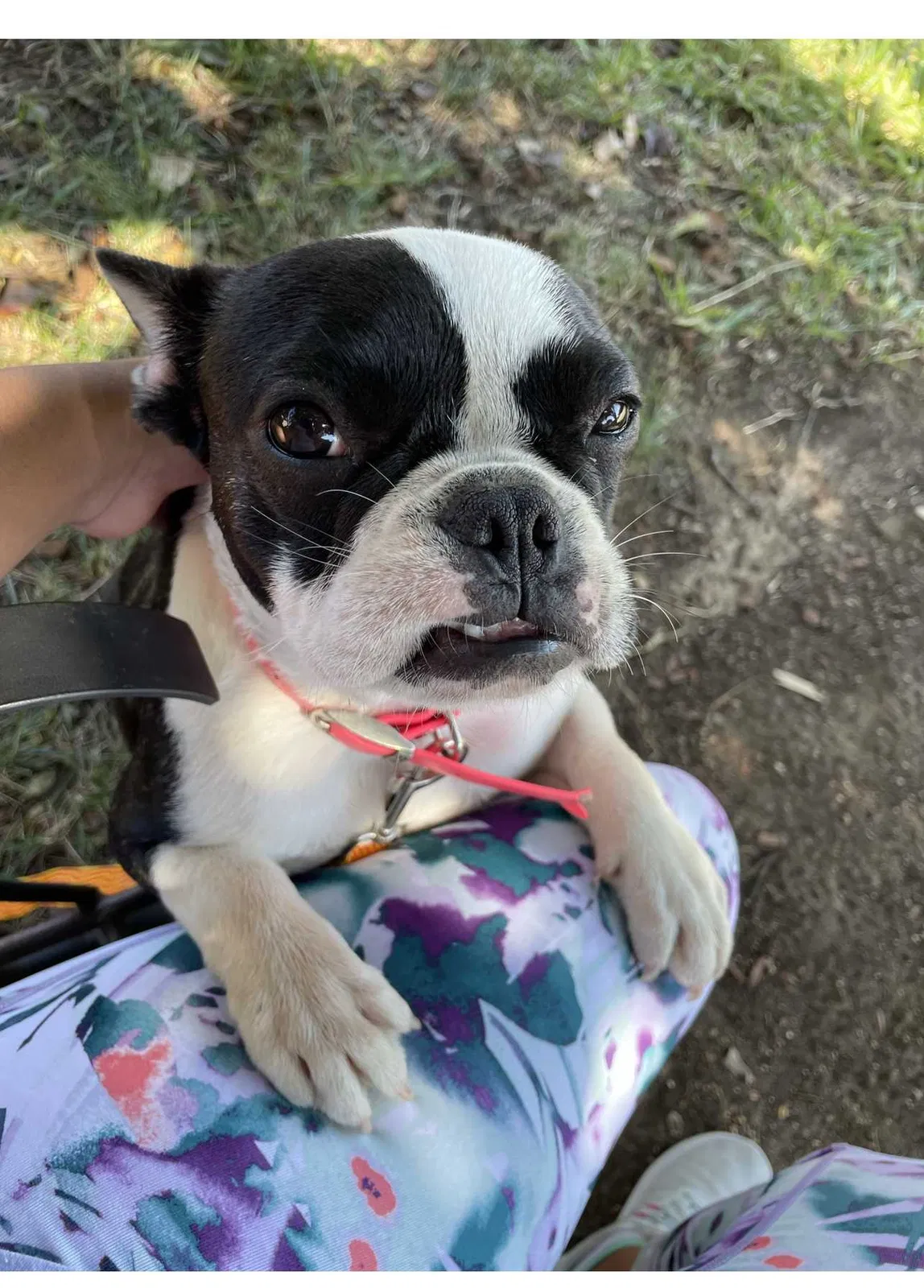 Lost dog in Fort Worth, TX, 76106