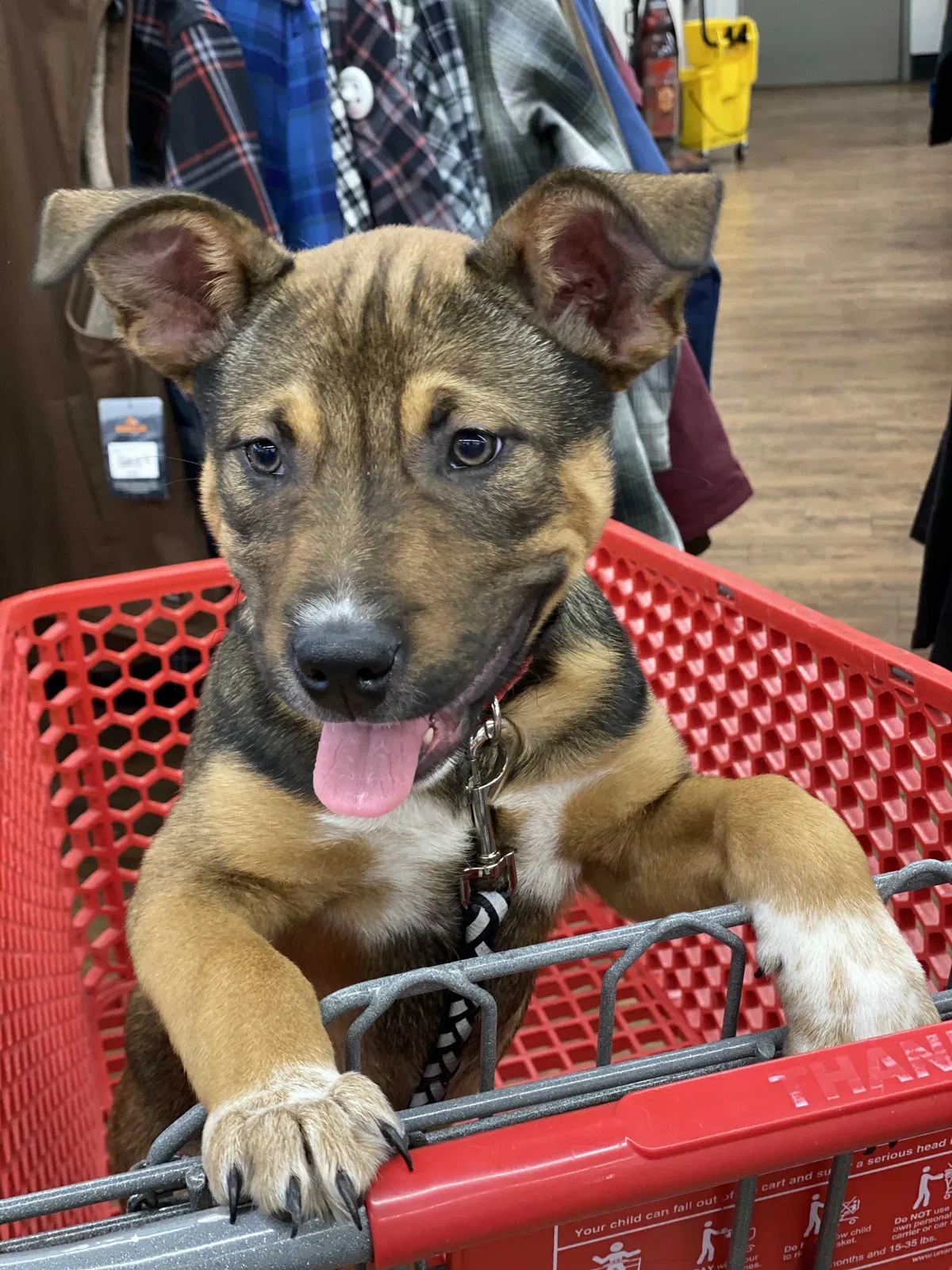 Lost dog in Everett, WA, 98201