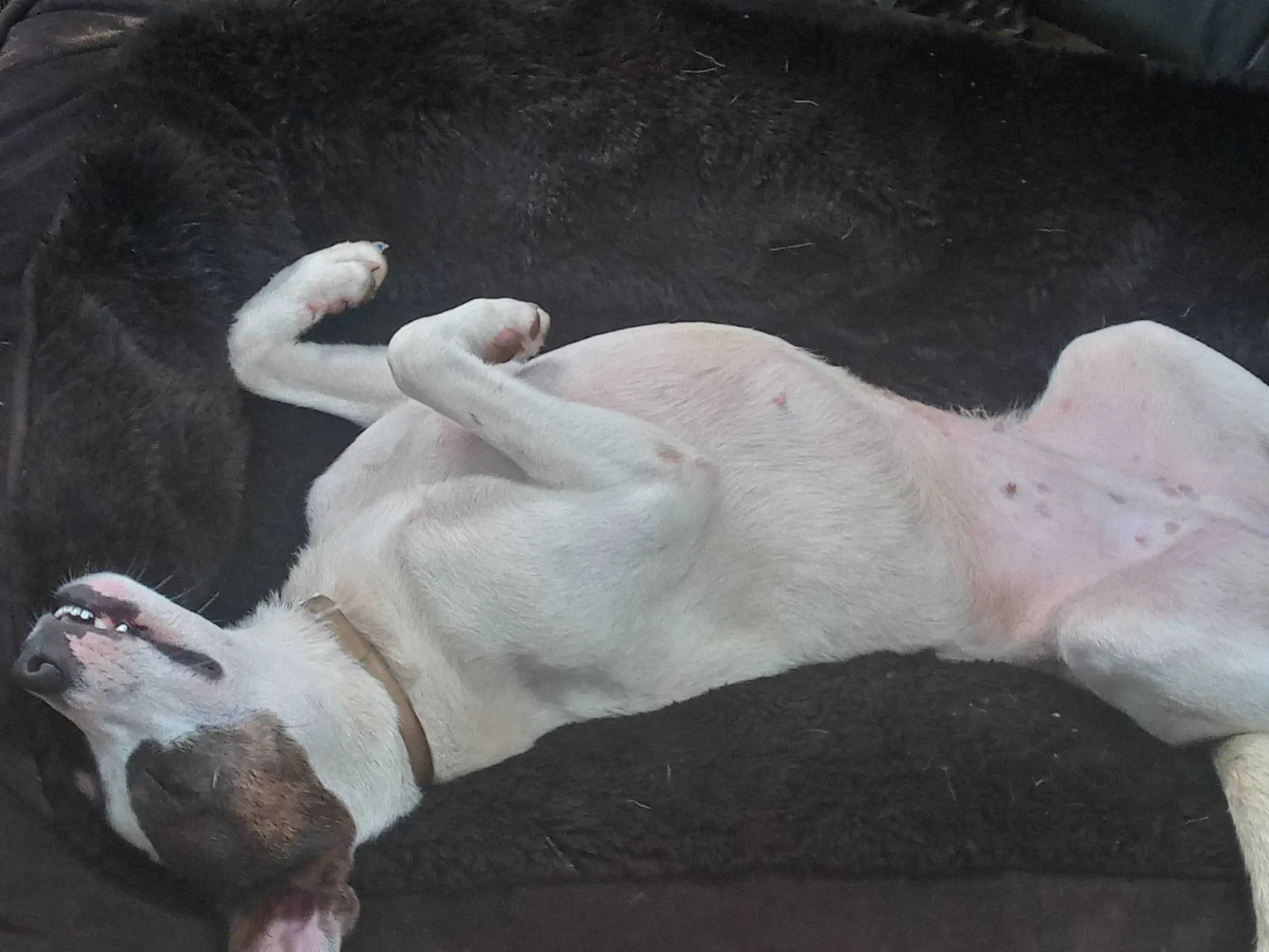 Lost dog in Zachary, LA, 70791