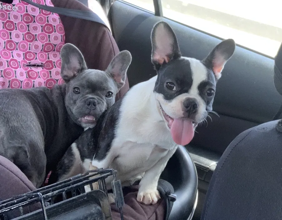 Lost dog in Fort Worth, TX, 76106