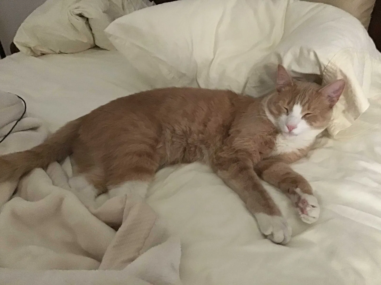 Lost cat in Henderson, NV, 89002