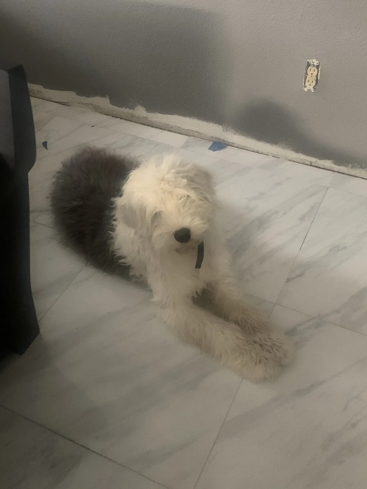 Lost dog in Red Oak, TX, 75154