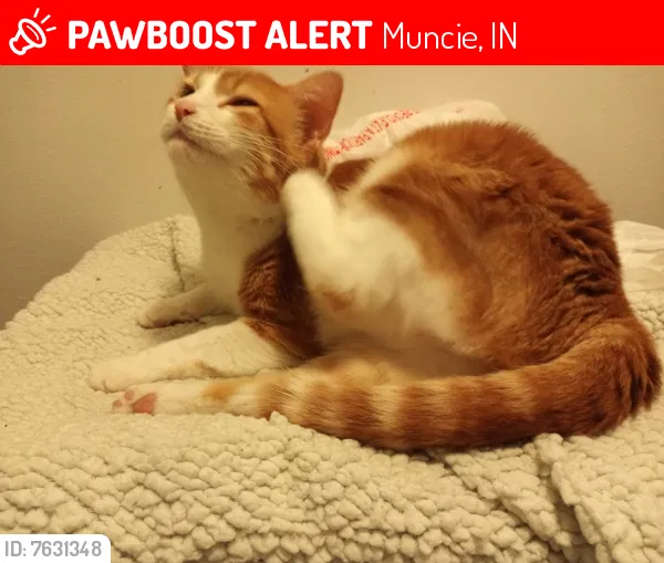 Lost cat in Muncie, IN, 47304
