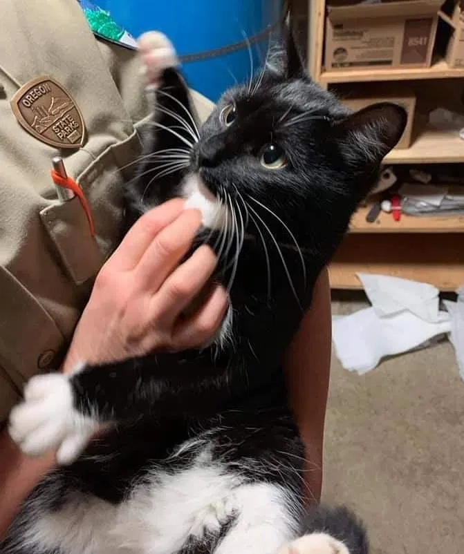 Lost cat in Salem, OR, 97303