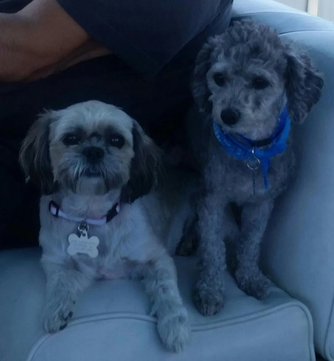 Lost dog in Riverside, CA, 92506