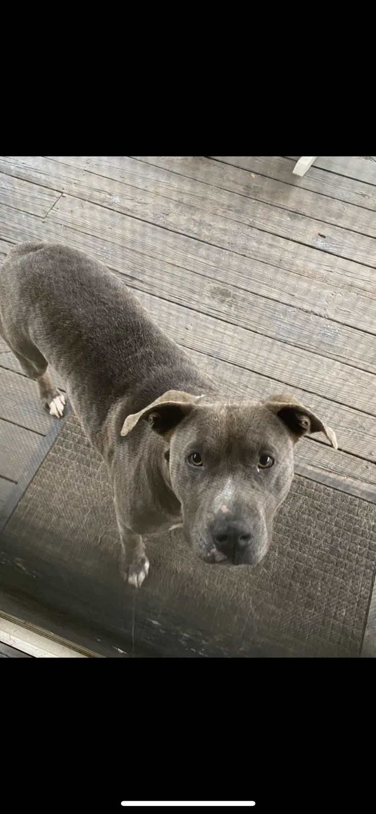 Lost dog in Hudson, NC, 28638