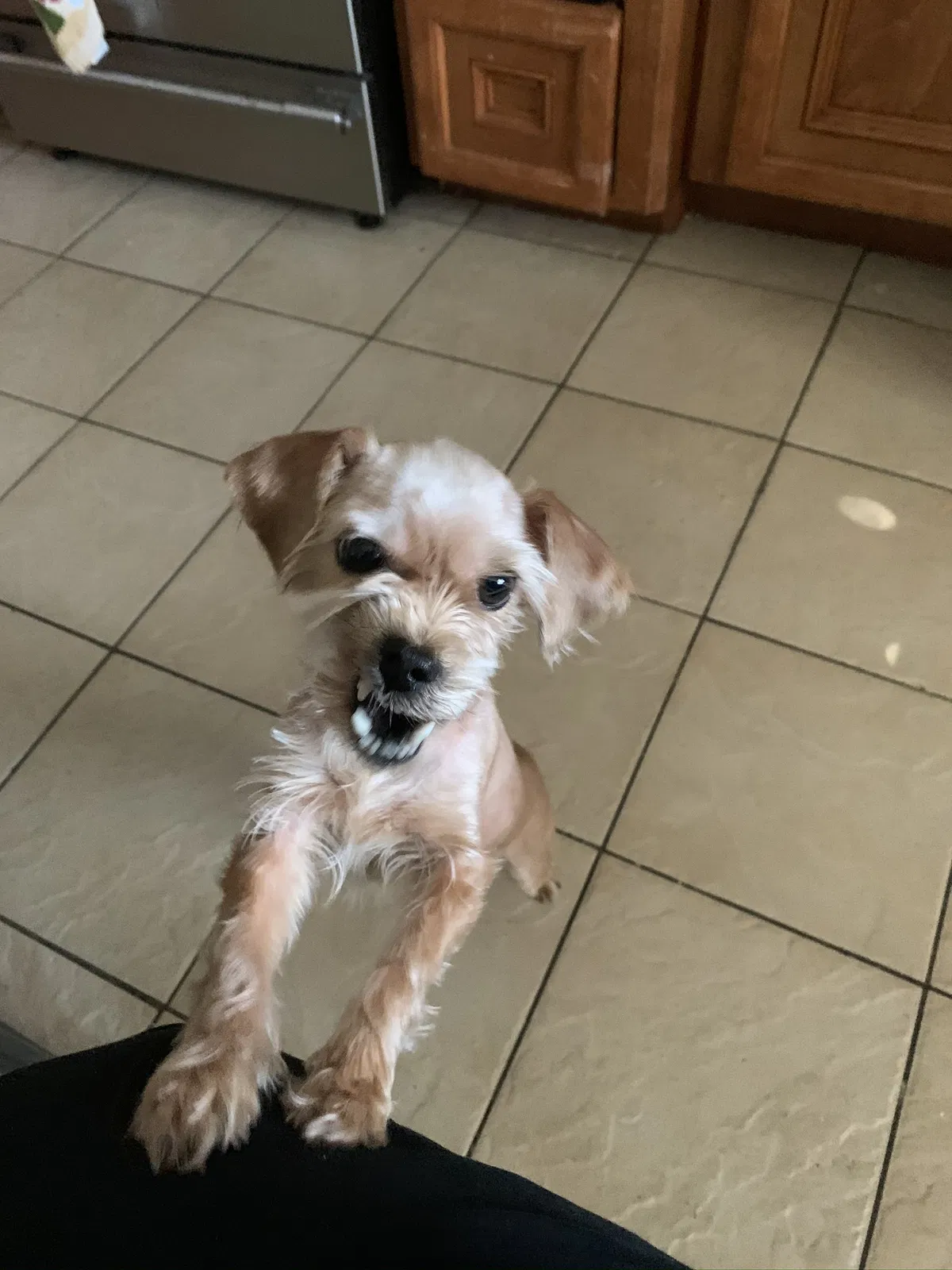 Lost dog in Houston, TX, 77022