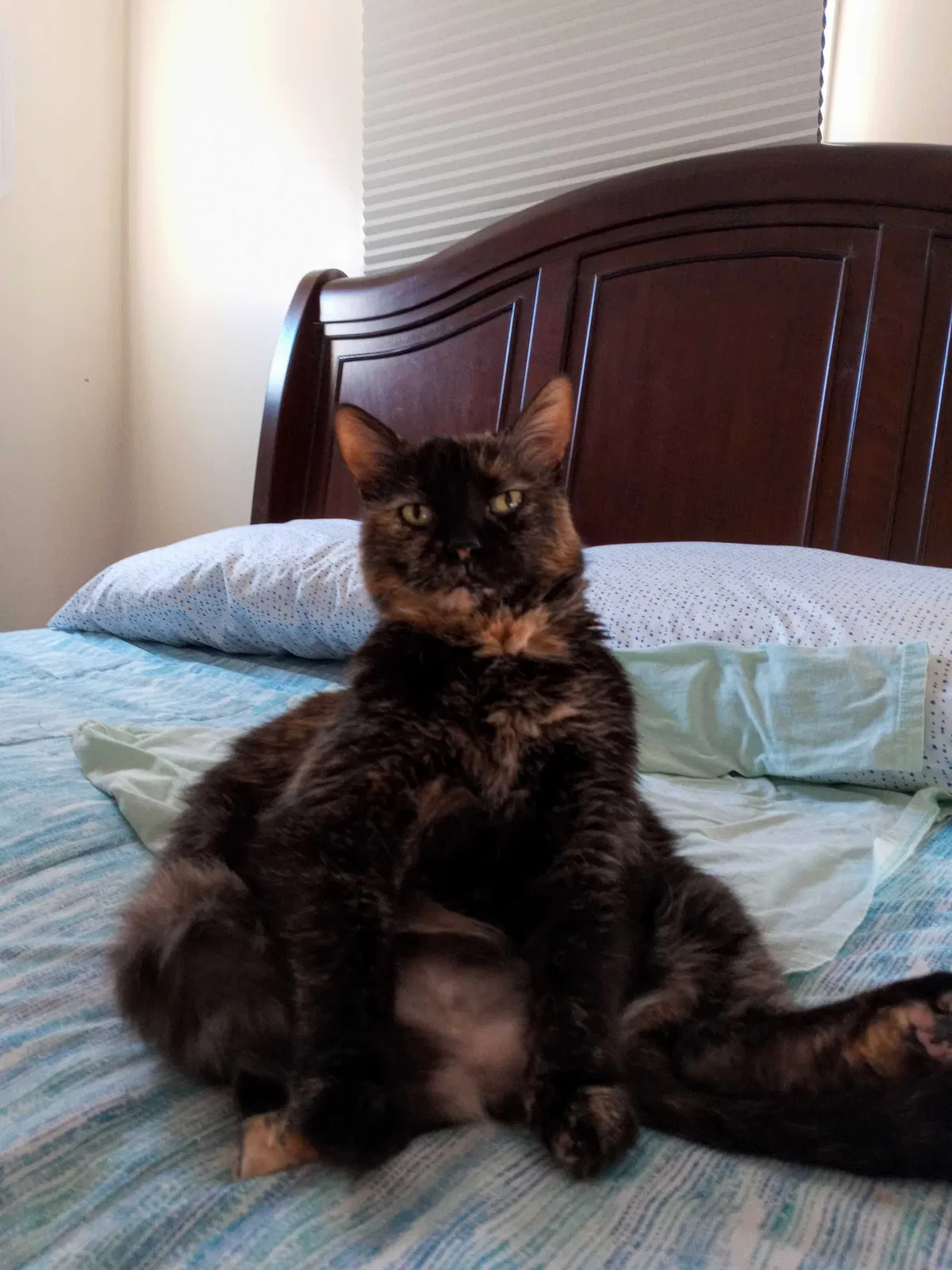 Lost cat in Des Moines, IA, 50309